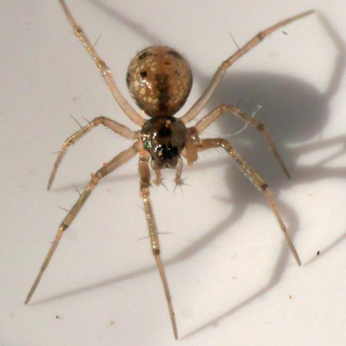 Réf. 279 364 : Tenuiphantes tenuis